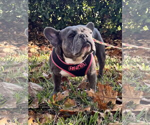 French Bulldog Dogs for adoption in Sanford, FL, USA
