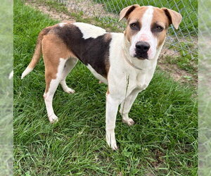 CARLY - Female Labrador Retriever-Unknown Mix Dog for Adoption - Photo #2
