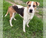 Small #1 Labrador Retriever Mix