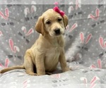 Small Photo #9 Labrador Retriever Puppy For Sale in LAKELAND, FL, USA