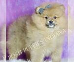 Small #4 Pomeranian