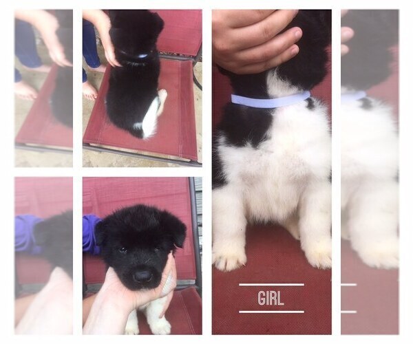 Medium Photo #2 Akita Puppy For Sale in KNOXVILLE, IA, USA