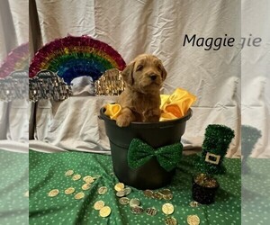 Goldendoodle Dog for Adoption in SPRINGDALE, Arkansas USA