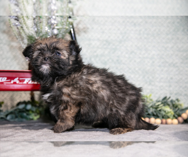 Medium Photo #2 Shiranian Puppy For Sale in SHILOH, OH, USA