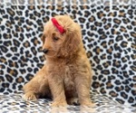 Small Photo #4 Goldendoodle (Miniature) Puppy For Sale in LAKELAND, FL, USA