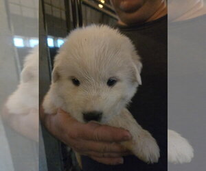 Great Pyrenees Dogs for adoption in Spring, TX, USA