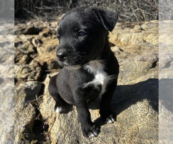 Medium Photo #6 Labrador Retriever-Unknown Mix Puppy For Sale in San Diego, CA, USA