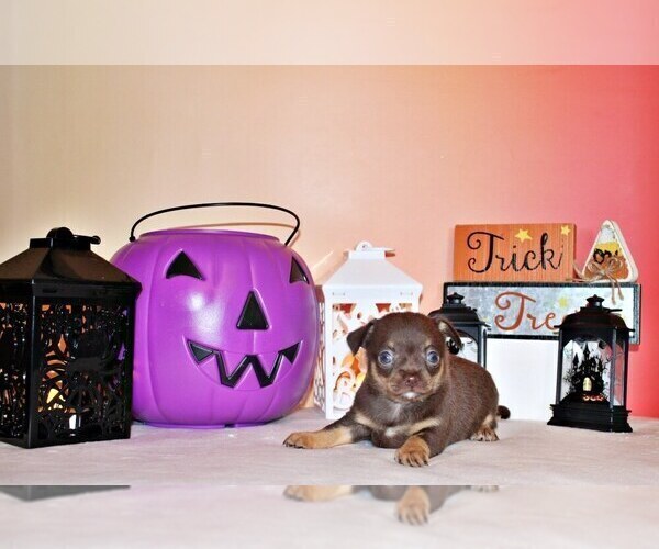 Medium Photo #2 Chihuahua Puppy For Sale in CHARLESTON, AR, USA