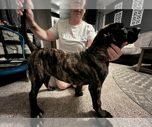 Presa Canario Puppy for sale in INMAN, SC, USA