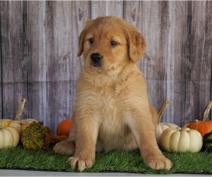 Golden Retriever Puppy for sale in FREDERICKSBG, OH, USA