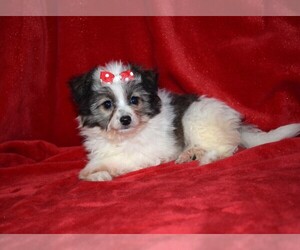 Pom-A-Poo Puppy for sale in BARNESVILLE, KS, USA