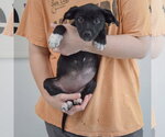 Small #4 Border Collie Mix