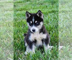 Siberian Husky Puppy for sale in INMAN, SC, USA