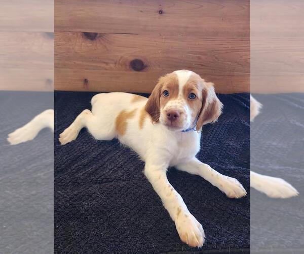 Medium Photo #17 Brittany Puppy For Sale in MONTROSE, CO, USA