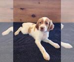 Small Photo #17 Brittany Puppy For Sale in MONTROSE, CO, USA