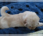 Small Photo #6 Golden Retriever Puppy For Sale in MECHANICSVILLE, MD, USA
