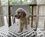 Small Photo #2 Goldendoodle Puppy For Sale in YOUNGSVILLE, NC, USA