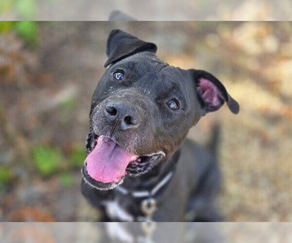Medium Photo #1 American Pit Bull Terrier-Unknown Mix Puppy For Sale in Ocala, FL, USA