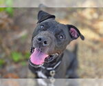 KESHA - Female American Pit Bull Terrier-Unknown Mix Dog for Adoption - Small photo