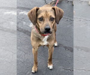 Beagle Dog for Adoption in Mt. Laurel, New Jersey USA