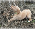Small Photo #11 Labradoodle Puppy For Sale in HILLSDALE, MI, USA