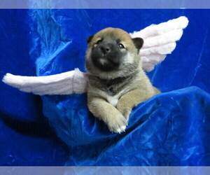 Shiba Inu Puppy for sale in NORWOOD, MO, USA