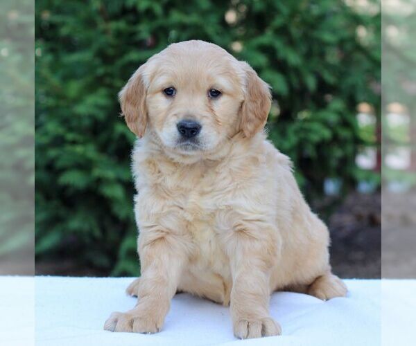 Medium Photo #1 Golden Retriever Puppy For Sale in MANHEIM, PA, USA