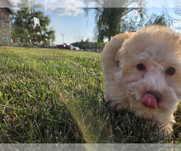 Medium Photo #2 Poodle (Toy) Puppy For Sale in CARLYLE, IL, USA