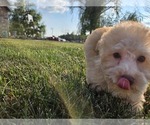 Small #1 Poodle (Toy)