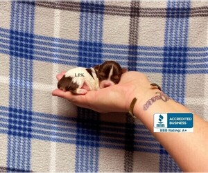 Yorkshire Terrier Puppy for sale in WINNSBORO, LA, USA