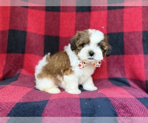 Medium Photo #4 Shih-Poo Puppy For Sale in LAKELAND, FL, USA