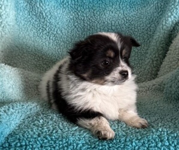 Medium Photo #4 Pomeranian Puppy For Sale in CURTISS, WI, USA