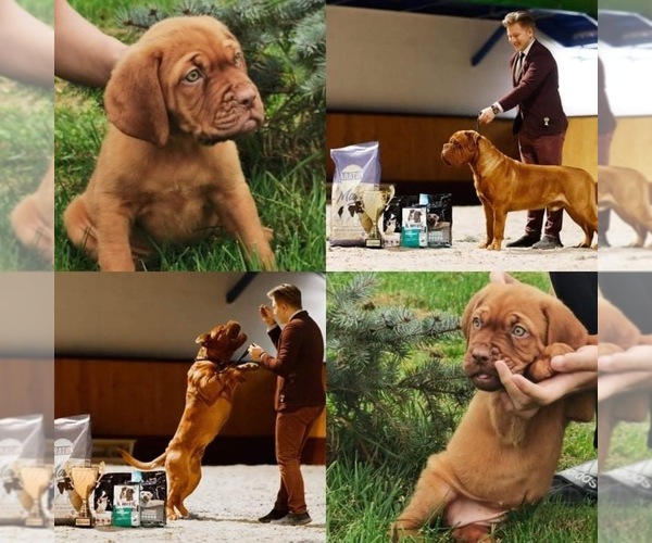 Medium Photo #2 Dogue de Bordeaux Puppy For Sale in ORCHARDS, WA, USA