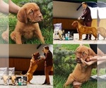 Small Photo #2 Dogue de Bordeaux Puppy For Sale in ORCHARDS, WA, USA