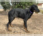 Small #1 Doberman Pinscher-Labrador Retriever Mix