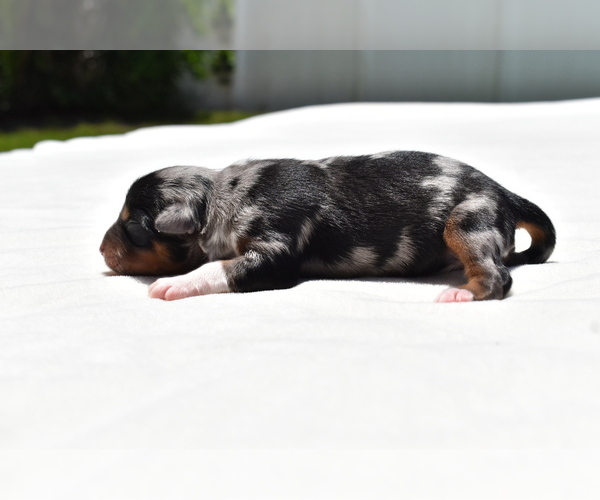 Medium Photo #4 Miniature Australian Shepherd Puppy For Sale in PALM COAST, FL, USA