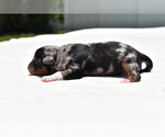 Small #3 Miniature Australian Shepherd