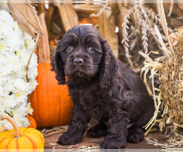 Medium Photo #5 Cocker Spaniel Puppy For Sale in WAKARUSA, IN, USA