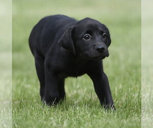 Borador Dogs for adoption in Mechanicsburg, PA, USA