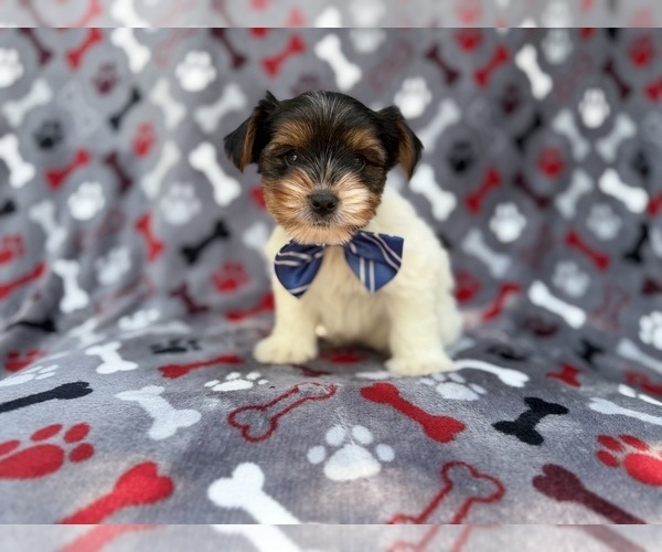 Medium Photo #2 Yorkshire Terrier Puppy For Sale in LAKELAND, FL, USA