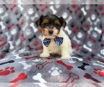 Small #1 Yorkshire Terrier