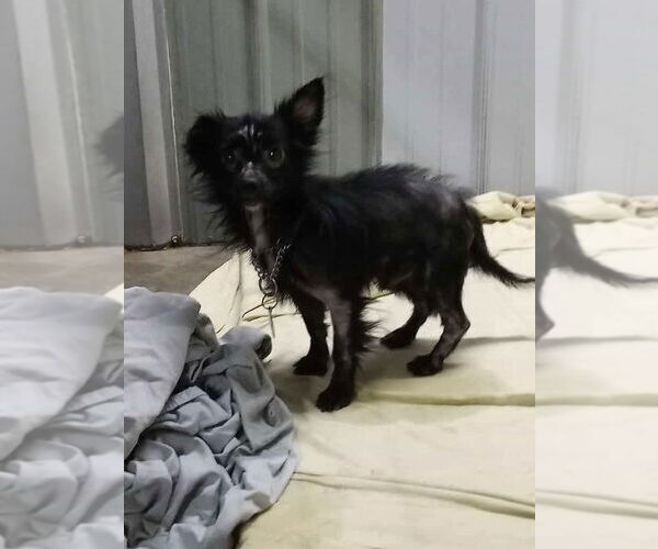 Medium Photo #3 Chihuahua-Unknown Mix Puppy For Sale in Foristell, MO, USA