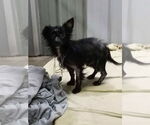 Small #2 Chihuahua Mix