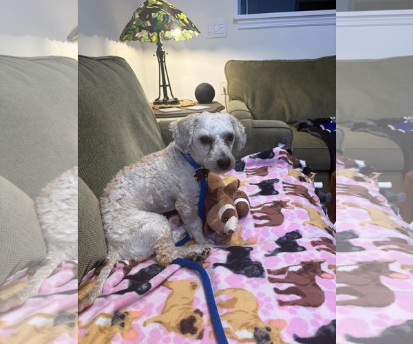 Medium Photo #6 Doxiepoo (Standard) Puppy For Sale in Rockaway, NJ, USA