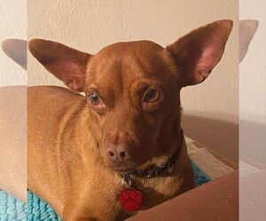 Chiweenie Dogs for adoption in Princeton, MN, USA