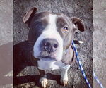 Small #9 American Pit Bull Terrier-American Staffordshire Terrier Mix