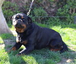 Small #13 Rottweiler