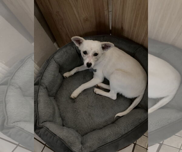 Medium Photo #6 American Eskimo Dog-Unknown Mix Puppy For Sale in Rosenberg, TX, USA
