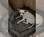 Small #5 American Eskimo Dog Mix