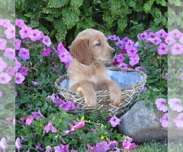 Medium Photo #47 Golden Retriever Puppy For Sale in THORP, WI, USA